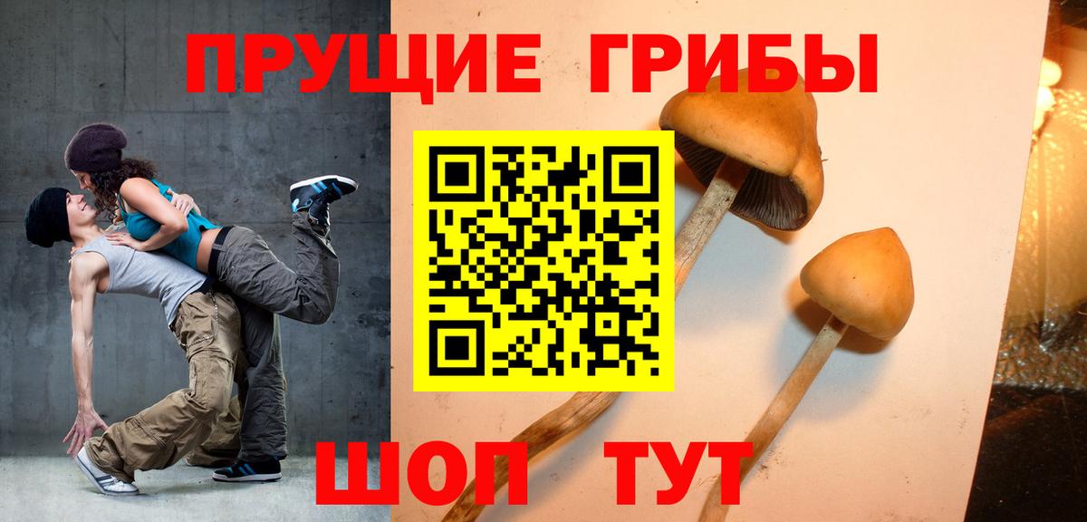 Галлюциногенные грибы Psilocybine cubensis Буйнакск